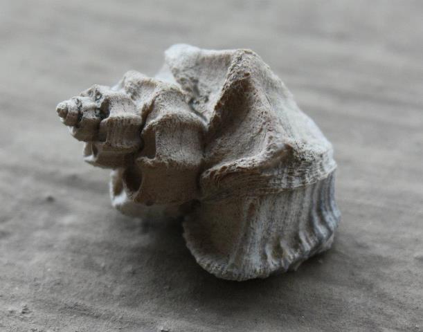 Molto comune, ma sempre affascinante